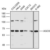 Solarbio K110928P Anti-AGO3 Polyclonal Antibody