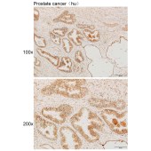 Solarbio K111901P Anti-SLC22A24 Polyclonal Antibody