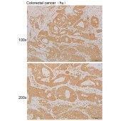 Solarbio K111928P Anti-OCM Polyclonal Antibody