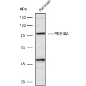 Solarbio K111109P Anti-PDE10A Polyclonal Antibody
