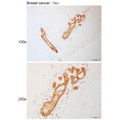 Solarbio K111089P Anti-ARNT Polyclonal Antibody