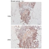 Solarbio K111472P Anti-E2F8 Polyclonal Antibody
