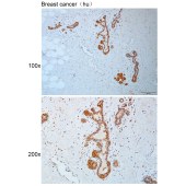 Solarbio K110590P Anti-HMCES Polyclonal Antibody