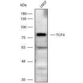 Solarbio K111067P Anti-TCF4 Polyclonal Antibody