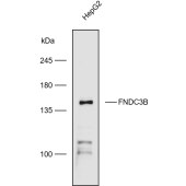 Solarbio K110573P Anti-FNDC3B Polyclonal Antibody