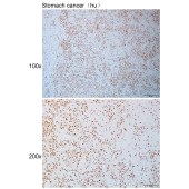 Solarbio K111122P Anti-CDC27 Polyclonal Antibody