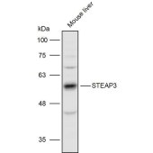 Solarbio K111431P Anti-STEAP3 Polyclonal Antibody