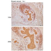 Solarbio K111727P Anti-NUDT1 Polyclonal Antibody