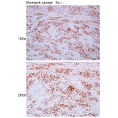 Solarbio K111653P Anti-BUD31 Polyclonal Antibody