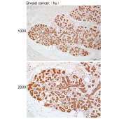 Solarbio K112222P Anti-EFEMP2 Polyclonal Antibody
