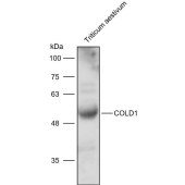 Solarbio K900034P Anti-COLD1 polyclonal Antibody for Plant