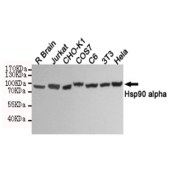 Solarbio K000183M Anti-HSP90AA1 Monoclonal Antibody