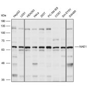 Solarbio K109942P Anti-NAE1 Polyclonal Antibody