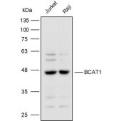 Solarbio K110409P Anti-BCAT1 Polyclonal Antibody