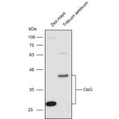 Solarbio K900026P Anti-OsG polyclonal Antibody for Plant