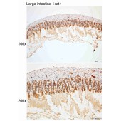Solarbio K109964P Anti-BEGIN Polyclonal Antibody