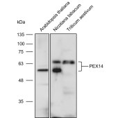 Solarbio K900012P Anti-PEX14 polyclonal Antibody for Plant