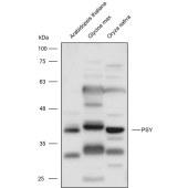 Solarbio K900025P Anti-PSY polyclonal Antibody for Plant