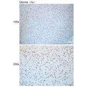 Solarbio K112428P Anti-SALL2 Polyclonal Antibody