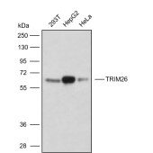 Solarbio K009808P Anti-TRIM26 Polyclonal Antibody