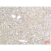 Solarbio K000489P Anti-HSPD1 Polyclonal Antibody