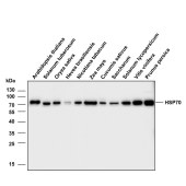 Solarbio K800006M Anti-HSP70 Monoclonal Antibody for Plant