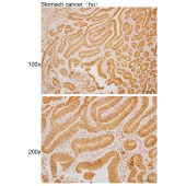 Solarbio K110014P Anti-OXSM Polyclonal Antibody