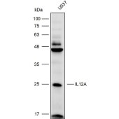Solarbio K110294P Anti-IL12A Polyclonal Antibody