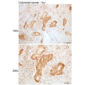 Solarbio K109948P Anti-EPB41 Polyclonal Antibody
