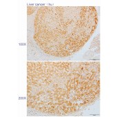 Solarbio K110310P Anti-CDC37 Polyclonal Antibody