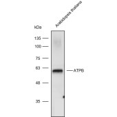 Solarbio K900010P Anti-ATPB polyclonal Antibody for Plant