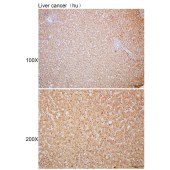 Solarbio K110327P Anti-SLC16A3 Polyclonal Antibody
