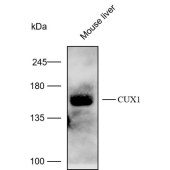 Solarbio K112212P Anti-CUX1 Polyclonal Antibody