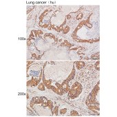 Solarbio K200064M Anti-α-tubulin Monoclonal Antibody