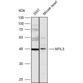 Solarbio K110000P Anti-NFIL3 Polyclonal Antibody