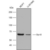 Solarbio K009780P Anti-Sur-8 Polyclonal Antibody