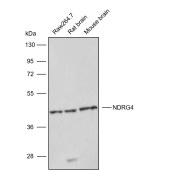 Solarbio K009879P Anti-NDRG4 Polyclonal Antibody