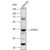 Solarbio K110103P Anti-PDZK1 Polyclonal Antibody