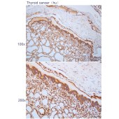 Solarbio K112305P Anti-USP46 Polyclonal Antibody