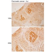 Solarbio K112234P Anti-IL36G Polyclonal Antibody