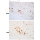 Solarbio K110490P Anti-GET3 Polyclonal Antibody