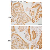 Solarbio K110037P Anti-GDAP1L1 Polyclonal Antibody