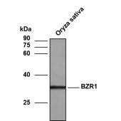 Solarbio K800018P Anti-OsBZR1 Polyclonal Antibody