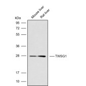 Solarbio K009816P Anti-TWSG1 Polyclonal Antibody