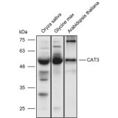 Solarbio K900015P Anti-CAT3 polyclonal Antibody for Plant