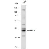 Solarbio K110317P Anti-PHAX Polyclonal Antibody