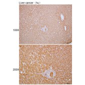 Solarbio K110128P Anti-CYP1A1 Polyclonal Antibody