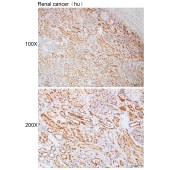 Solarbio K112240P Anti-CENPP Polyclonal Antibody