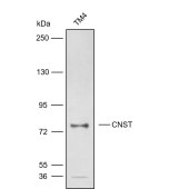 Solarbio K009863P Anti-CNST Polyclonal Antibody