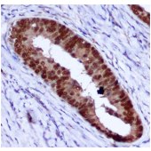 Solarbio K000119M Anti-PCNA Monoclonal Antibody